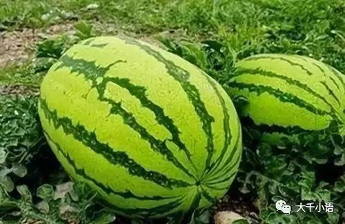 瓜太郎吃瓜网,揭秘娱乐圈幕后真相，带你畅游八卦海洋