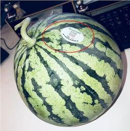 西藏山南网红吃瓜,揭秘西藏网红吃瓜新风尚