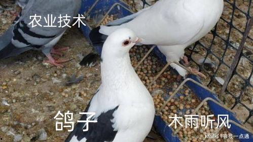 网红吃瓜鸽子图片,是美食还是恶搞？