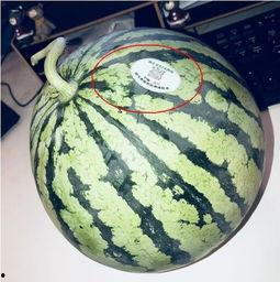 呼和浩特网红吃瓜,揭秘城市美食圈的热议焦点